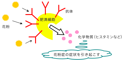 花粉症の症状を引き起こす原因の図